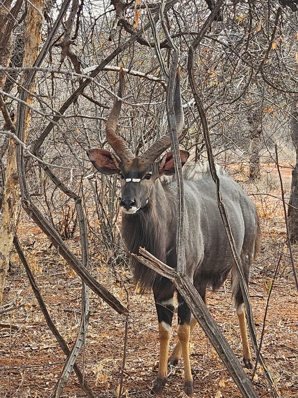 conservation hunting