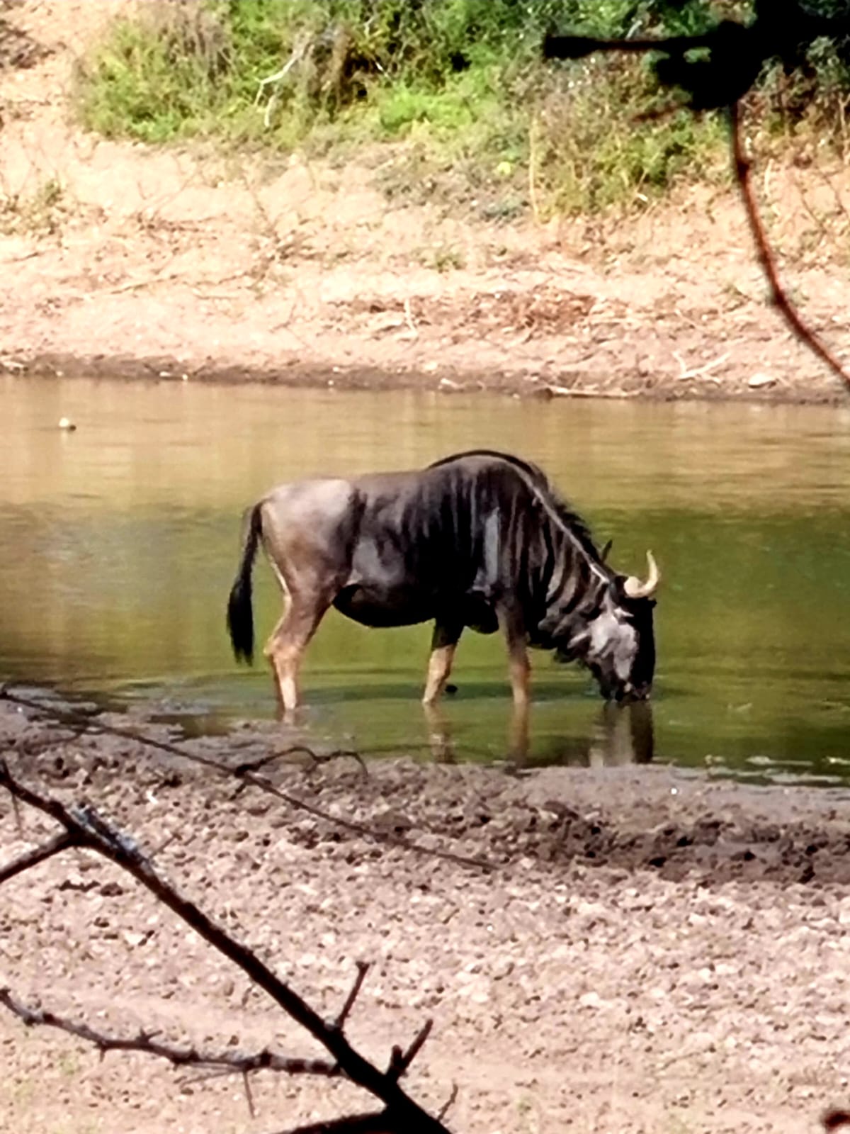 conservation hunting