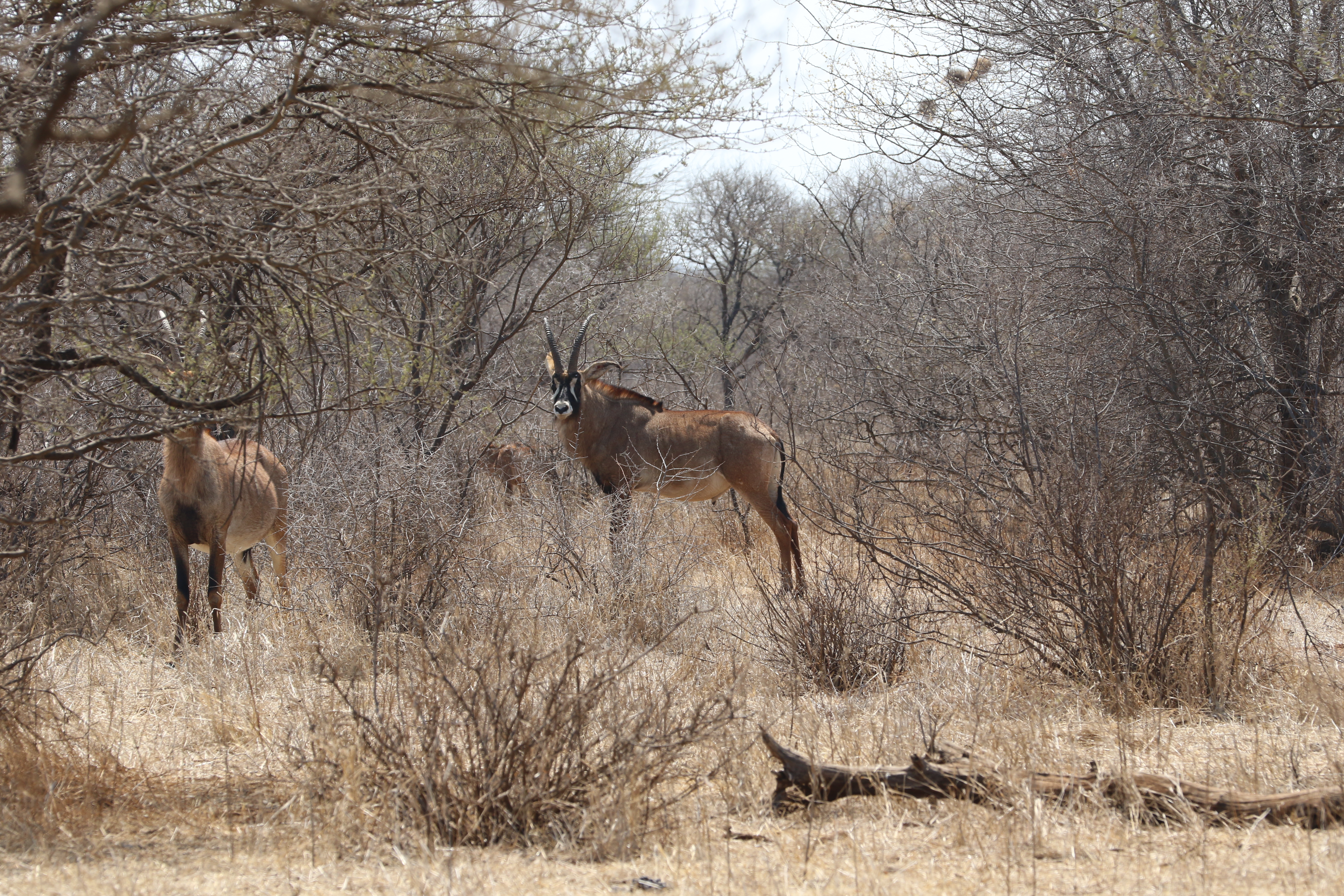 conservation hunting